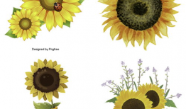 漫画向日葵图片,向日葵的漫画图鉴